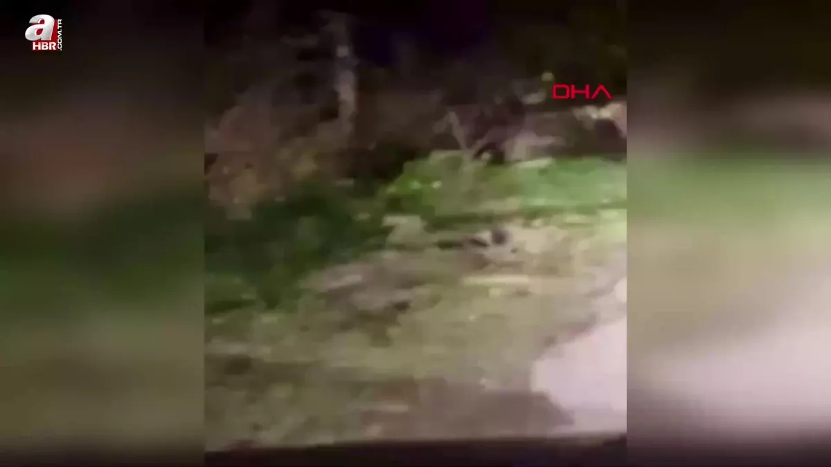 Yola inen bozayı ve yavruları kamerada