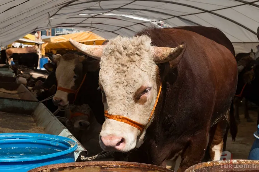 Kurbanlık Fiyatları 2024 | Koyun, keçi kurbanlık bedeli ne kadar, kaç TL? Küçükbaş hisseleri... 13