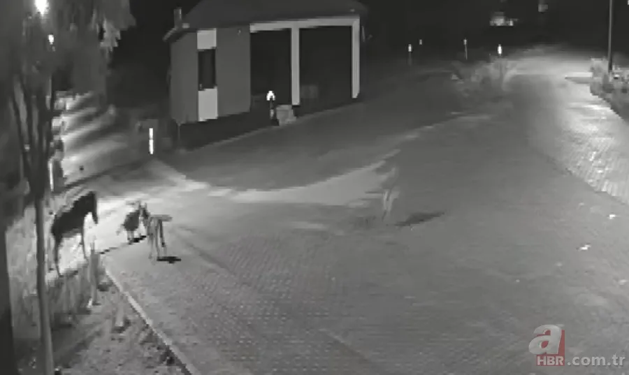 Kurt sürüsü sokak ortasında saldırıp paramparça etti! İşte korkunç anlar 7