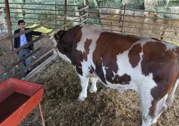 Kurbanlık olarak satın alınan hayvana, daha sonra başkaları ortak edilebilir mi?