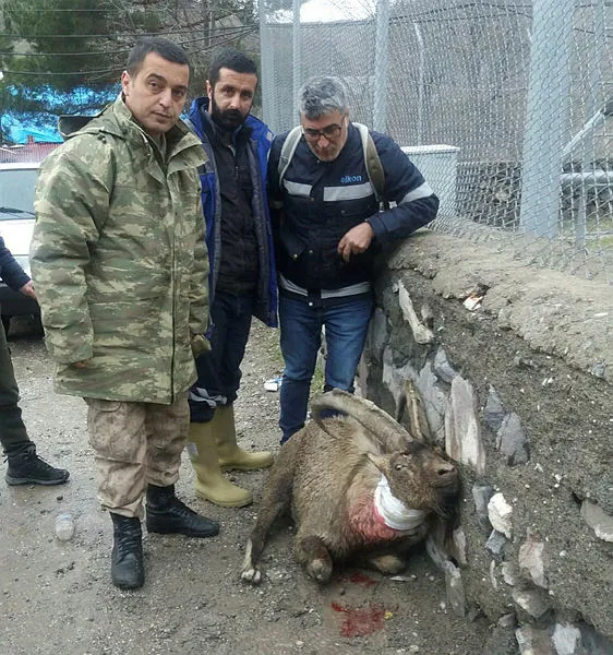 Mehmetçik dağ keçisine sahip çıktı - 1