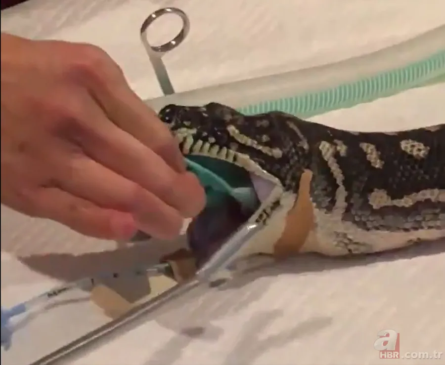 Bir yılan bunu neden yer? Pitonu ameliyat eden veterinerlerden sevinç çığlıkları 11