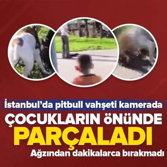 Çocukların gözü önünde kediyi paramparça etti! İstanbul’da pitbull vahşeti kamerada...