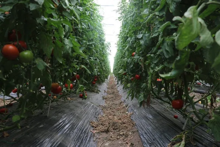 Antalya’da gördü Sivas’ta bozkıra sera kurdu! Yıllık 100 ton domates üretiyor