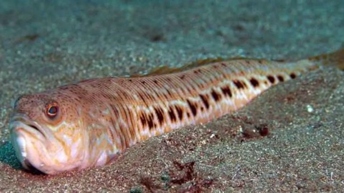 Trakonya balığına dikkat!