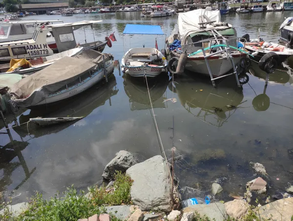 Küçükçekmece Gölü’nde kırmızı alarm! Balık ölümlerinin nedeni ne?