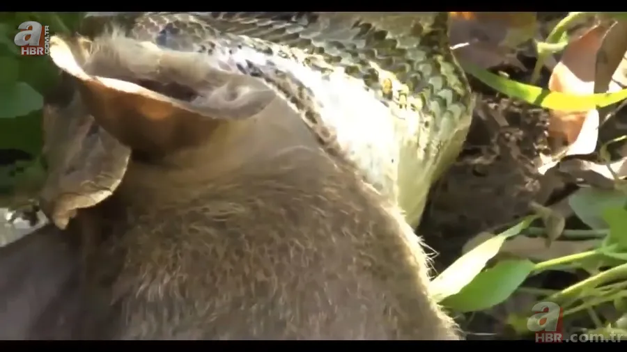 Anakonda yılanı ineği tek lokmada yuttu! O anlar böyle görüntülendi 23