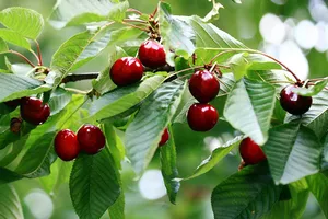 Türkiye Güney Kore pazarına kiraz gönderecek