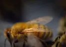 Yangın arı kovanlarına da zarar verdi