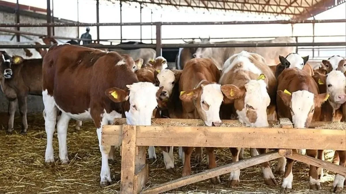 Et ithalatını önleyecek proje! Tarım ve Orman Bakanlığı düğmeye bastı