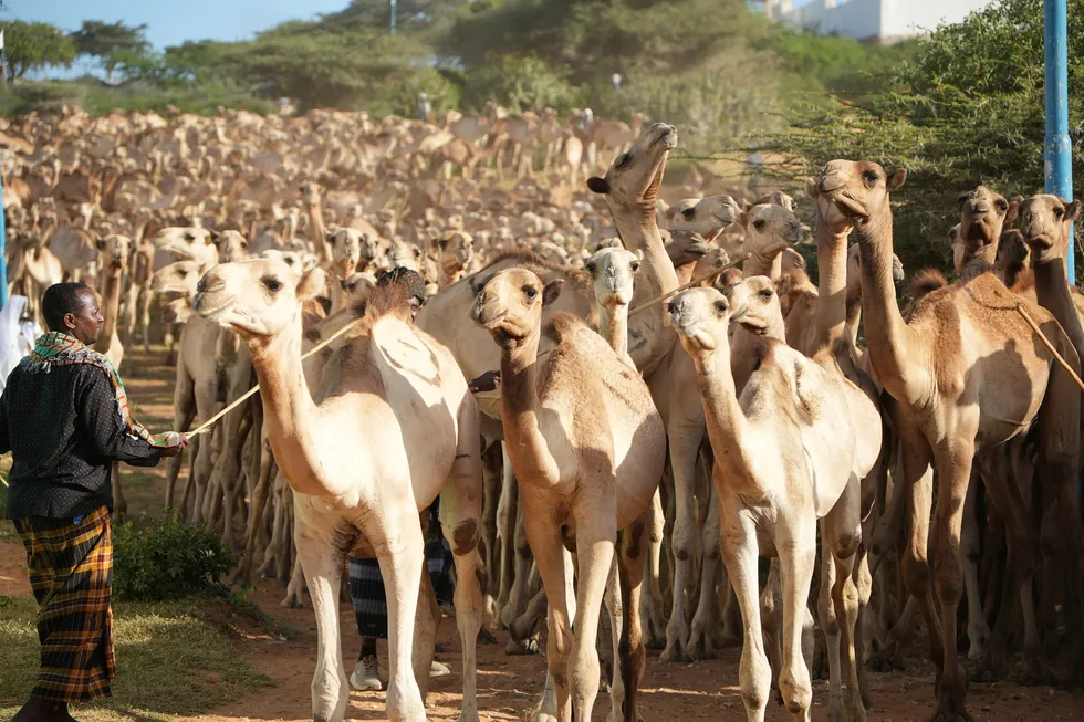 somalide-mevlid-i-nebi-icin-1538-deve-kurban-edilecek-1787404275421.jpg Foto: AA