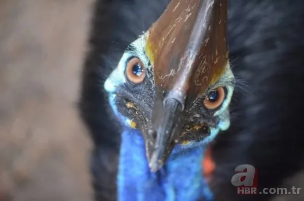 Köylüler ellerinde sopayla geziyor! Katil kuş özellikle sarışın kadınlara saldırıyor 10