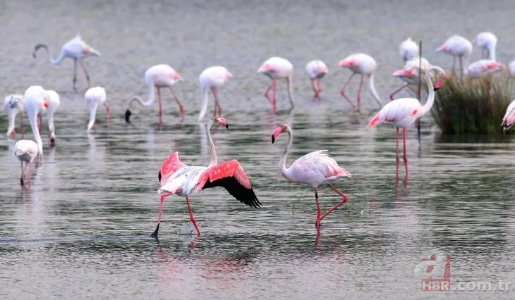 Flamingolar kuş otelinde yaptığı danslarla mest etti!