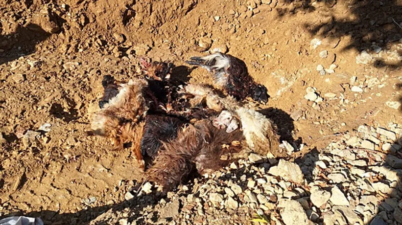 Ağılda katliam! Kurtlar girdi