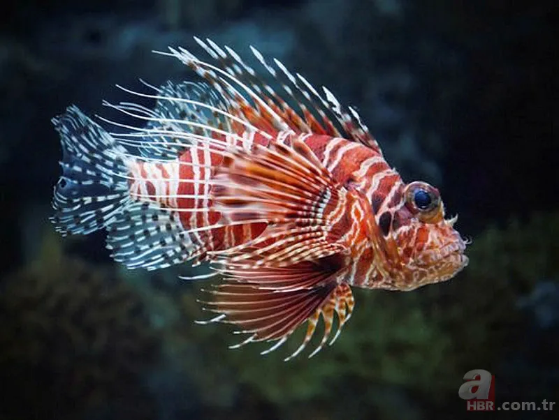 Ege Denizi'nde görülen aslan balığı tehlike saçıyor! | Dünyanın en tehlikeli hayvanları 4