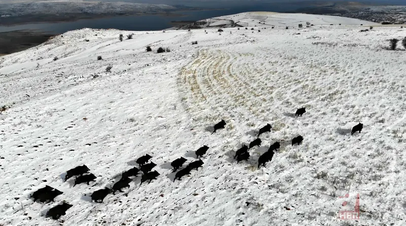 Elazığ'da domuz sürüsü drone ile görüntülendi 6