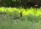Havalar ısınınca ortaya çıktılar! İşte dansları