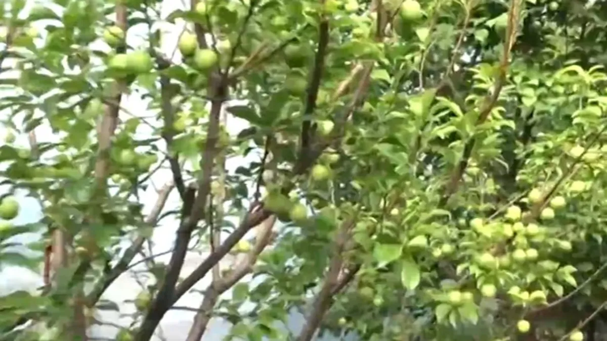 Bir kilosu çeyrek altın değerinde! Toros Dağları'ndan seraya yolculuk