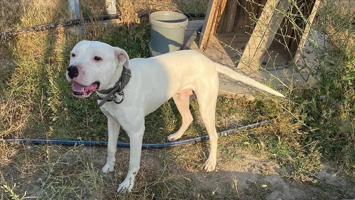 Yasaklı köpek ırkları tehlike saçıyor mu?