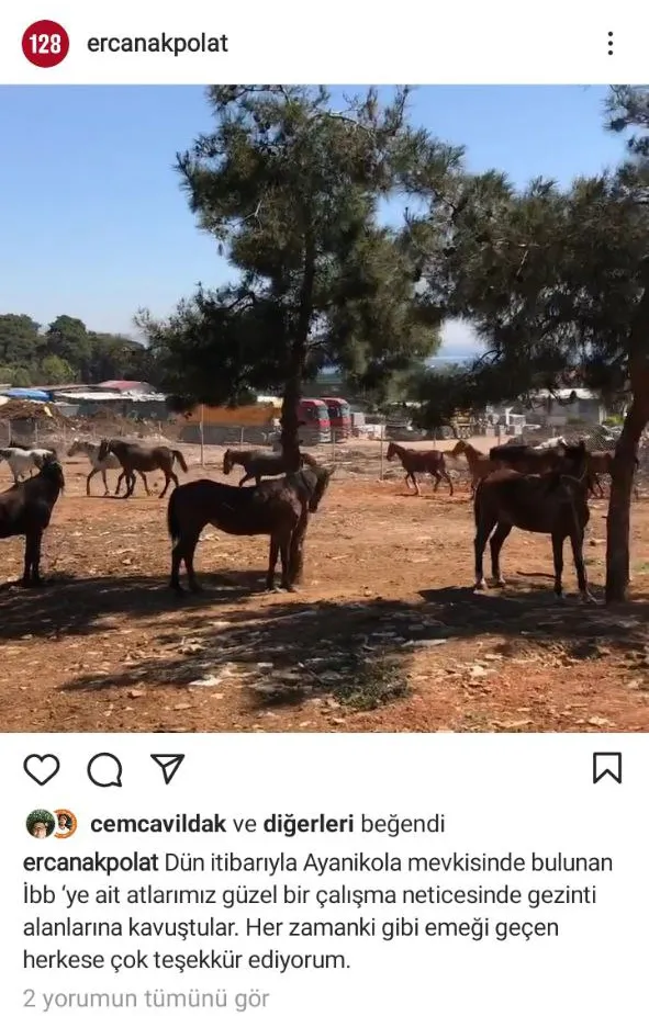 CHP’li İBB’nin at duyarı kısa sürdü! Satın alınan atlardan 978’i kayıp 224’ü ölü!