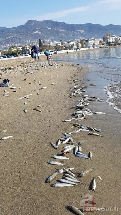 Alanya’da sahile ölü gümüş balıkları vurdu