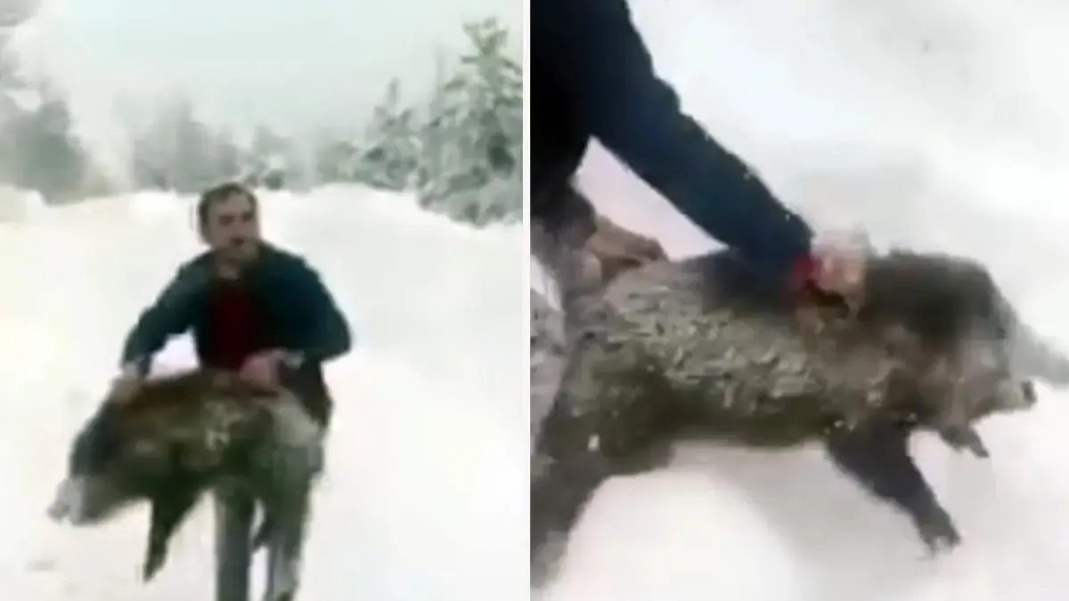 Yaban domuzunu yakaladı, sevdikten sonra tekrar bıraktı