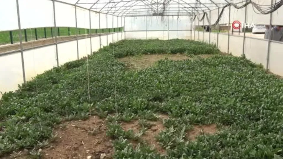 Bu lisede hem üretim hem eğitim yapılıyor