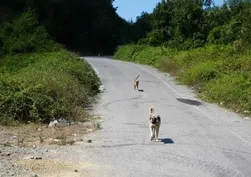 Başıboş köpekler tehlike saçıyor: Trabzon’da üniversiteli genç yaşam mücadelesi veriyor
