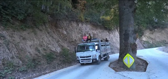 Trabzon'da yol ortasındaki asırlık gürgen kesilmekten kurtarıldı - 1