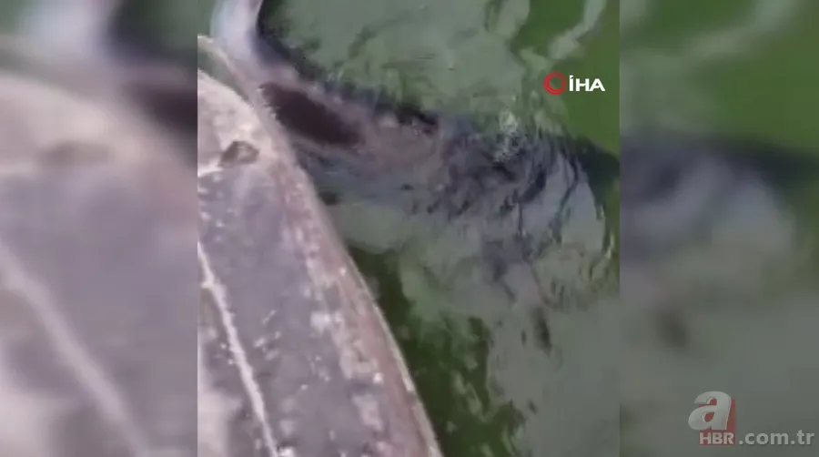 Balıkçının ağına takıldı! Havyarı 2 milyon liraya satılıyor 8