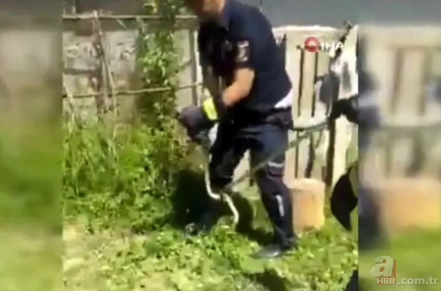 Kastamonu’da itfaiye ekiplerinin 2 metrelik yılanla imtihanı kamerada🐍 6