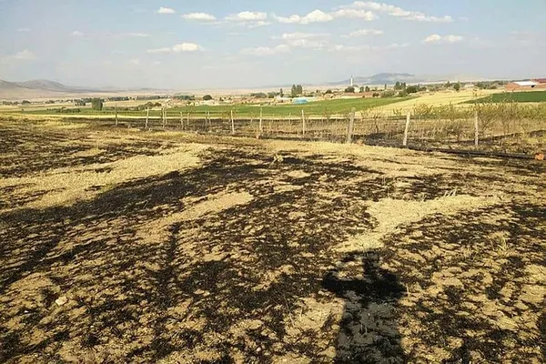 Kütahya'da yüksek gerilim hattına çarpan kuş yangın çıkarttı - 1