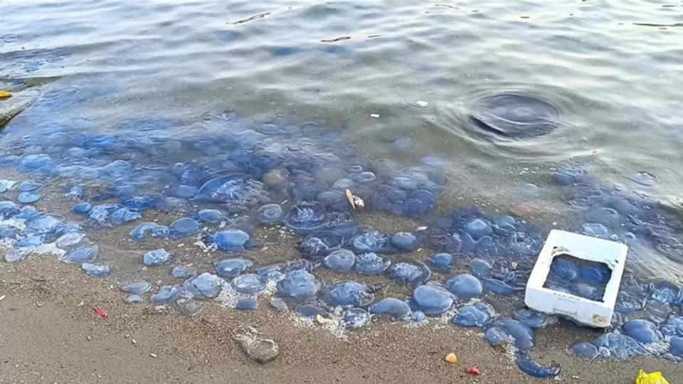 Foça'yı istila ettiler! Denize girmek mümkün değil: En ufak temasta hastanelik ediyor