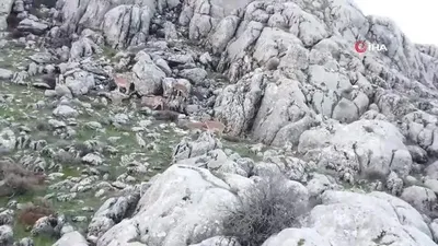 Sürü halinde ortaya çıktılar