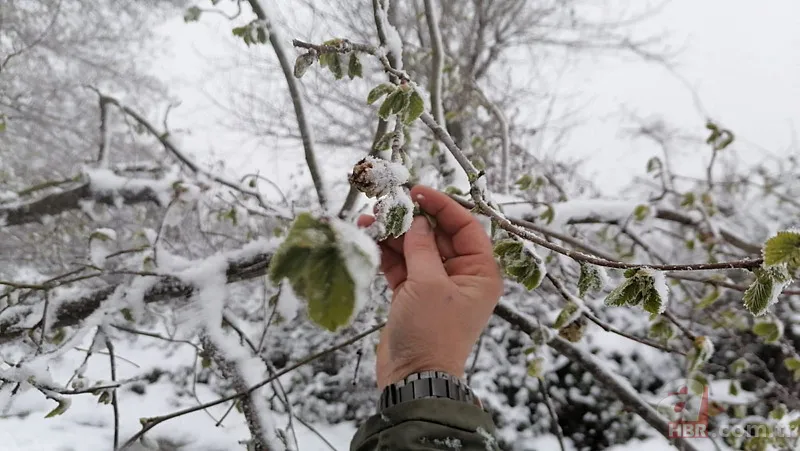 Şehir şehir zarar gören ürünler listesi: Fındık, Ceviz, Kiraz... Türkiye'de Zirai Don Haritası ortaya çıktı! 12