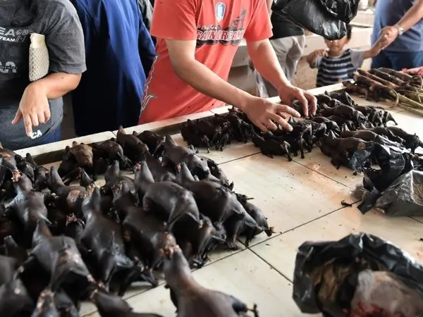 DSÖ koronavirüsün hayvanlardan insanlara nasıl geçtiğini araştıracak