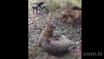 Jaguar başıboş köpeklere av oldu! Dehşet dolu anlar kamerada