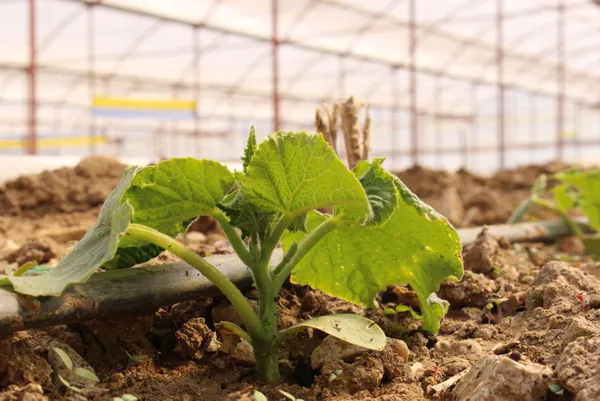 Şehirden köye dönene büyük teşvik! Resmi Gazete’de yayımlandı