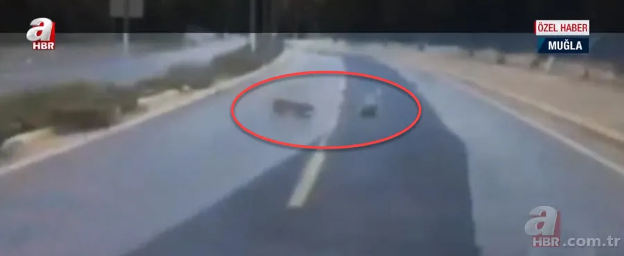Ormanların gizemli hayvanı kara yolunda horoza saldırdı! Av hayali bakın nasıl hüsranla sonuçlandı? 1