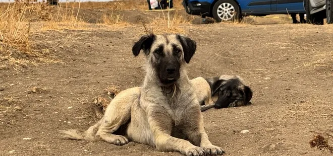 Köpek kavgası kanlı bitti! Vurulan sahibinin başından bir an olsun ayrılmadı!