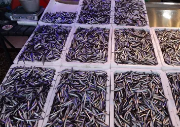 Karadeniz’de palamuttan sonra hamsi bereketi