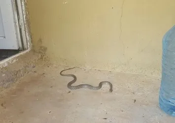 Çocuğun ağlaması aileyi kurtardı