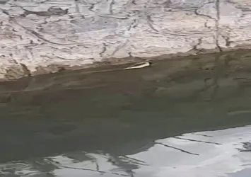 Elazığ'da yılanın balık avı kamerada