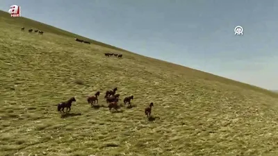 Yılkı atları Yama Dağı’nda özgürce koşuyor