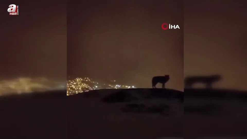 Hakkari’de kurt böyle görüntülendi