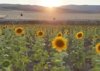 Sivas’ta hububat sezonu rekorla kapandı