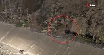 Nesli tükenme tehlikesinde! O ilimizde avlanırken böyle görüntülendi