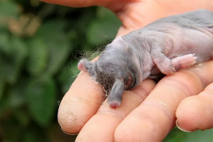 gazze de fil gorunumlu tavsan yavrular