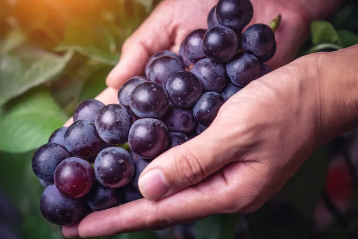 1714805790423.jpg Aç karnına 5 tane kuru üzüm yemenin faydası! - 4