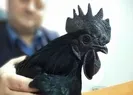 Görenleri şaşırtan kara tavuk! İç organları bile...